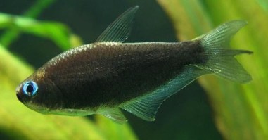 Keizertetra black